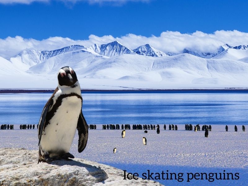 Ice skating beginner tip penguins